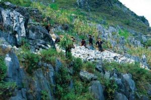 Người dân Đồng Văn phải ghè núi ghè đá để có những bữa cơm qua ngày